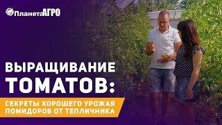  Выращивание томатов: секреты хорошего урожая помидоров от тепличника  |  Планета Агро