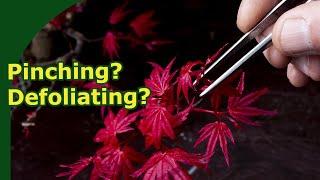 Why pinch & defoliate bonsai in spring?