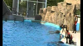 3.BATUMI DOLPHINS AND THE SEA.Отдых в Батумском Дельфинарии июль 2011