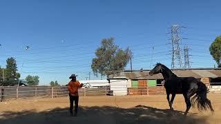 CABALLO QUE MUERDE!! CABALLO AGRESIVO!! COMO TRANSFORMAR UN CABALLO AGRESIVO! CABALLO MALO!!