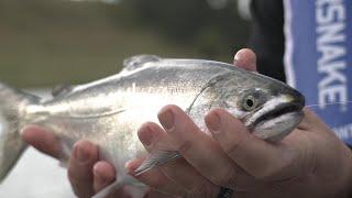 IFISH TV Lake Bullen Merri - Chinook Salmon Series 17