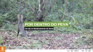 "Por dentro do PEVA: Um dia no Monitoramento de Fauna." (SEMA/RS)