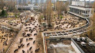 Why the Chernobyl Accident Failed to Kill Wild Boars