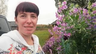 Приехали в  Костромскую деревню, Обзор участка, Что растет у родителей, Первый день, Гуляем по лесу