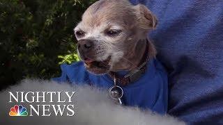 This Man Opens His Home To Senior Animals | NBC Nightly News