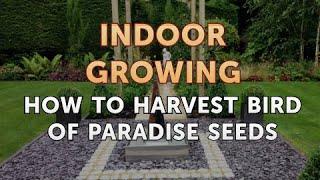 How to Harvest Bird of Paradise Seeds