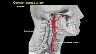 Arteries of the neck