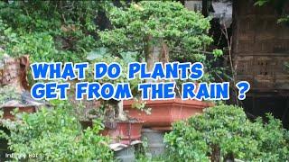 What do plants get from the rain// Bonsai Life// Province
