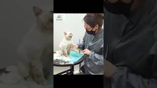 Hilarious Cat Meltdown at Vet: Shaving Fur & Nail Trim Drama!