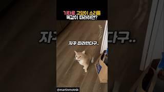 기타로 고양이 소리를 똑같이 따라하면? #동물 #고양이