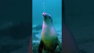 Seal in Harbour #nature #wildlife #seal #underwater #harbor HA36573