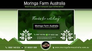 Buy Fresh Organic Moringa Tree Products