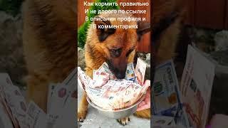 НАТУРАЛЬНОЕ КОРМЛЕНИЕ ТОЛЬКО ДЛЯ БОГАТЫХ 