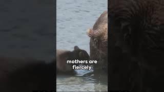 The Unarmed Life of Cougars