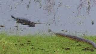 Anaconda meets Caiman, Ibera