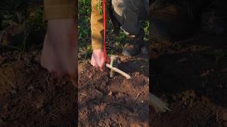 Survival Skills: Trap #survival #bushcraft  #camping  #diy #outdoors  #trap