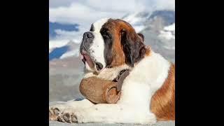 St. bernard dog ) (saint Bernard) (st. Bernard #shorts) ( #shorts