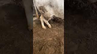Перелом. Печально #cow #корова #ферма #farm  #ветеринар #veterinary