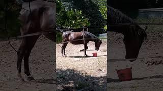 Bahi mom-to-be enjoying brunch #horses #horse #broodmare #arabianhorse