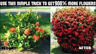 Do This And Get 900% More Flowers On Your Plants/100% Success