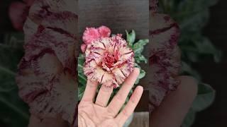 Какой же он милый Mong Cam. Адениум.