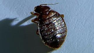 Bed Bug Steamer and Chemical Treatment in a Volusia County Home