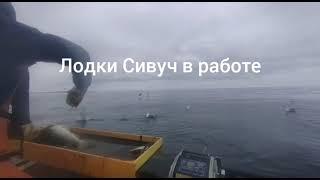 Самая лучшая лодка из Пнд  для профисионалов Сивуч