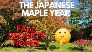 Japanese Maples: Fall secrets Home