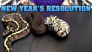 New Year's Resolutions for Olympus Reptiles snake breeding!