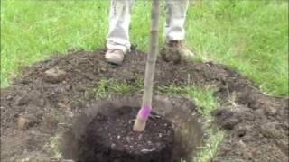 How to plant a potted tree