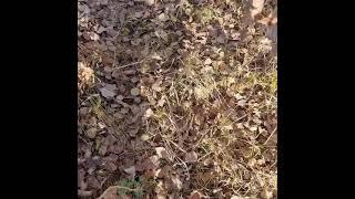 Земля не принадлежит тебе и ты не получил её в наследство от отцов, но взял взаймы у детей.