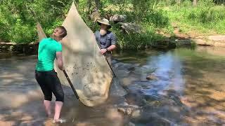 Virtual field trip: crayfish | Shoal Creek part 3