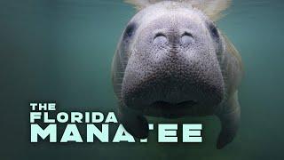 The Florida Manatee