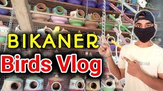 Bird  Vlog Bikaner|How To Buy Good Bird   Parrot Indian Vlogger | Desi Vlog|Bikaner Rajasthan Vlog