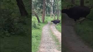 Indian Bison running fiercely |  #mudumalai #bandipur