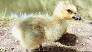 Baby Gosling Falling Asleep And Waking Up