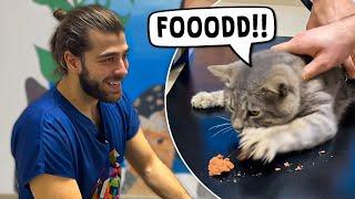 This Cat is CRAZY About Food! ( He ATTACKS the Food! )