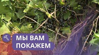 Мы вам покажем: Как посадить самый урожайный сорт черной смородины?