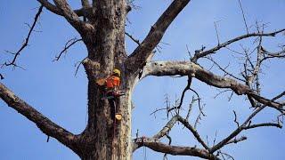 Very dangerous..‼️The execution of dead and weathered trees is very troubling