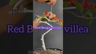 Making a Bougainvillea Bonsai Tree