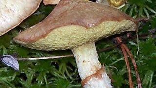 Редкий гость - Маслёнок болотный - Suillus flavidus