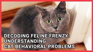 Decoding Feline Frenzy: Understanding Cat Behavioral Problems