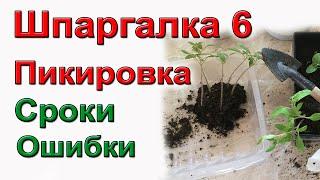 Сроки и способы пикировки томатов. ШПАРГАЛКА №6