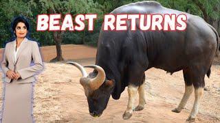 Rare Animal Indian Gaur found after 154 years #goneviral #ytshorts #wildlife