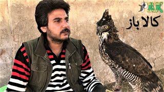 Special Eagle | Rare Video | Hawk Eagle | Kala Baz