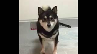 おもちゃで切られる犬