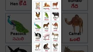 Pets & domestic animals name in English & Telugu/పపెంపుడు జంతువులు మరియు పెంపుడు జంతువుల పేర్లు