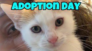 Adoption Day - Quebec Kitten Rescue