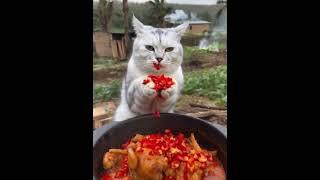 Master chef cat Ep22  video reaction #video #cat #animals #ai #videoai #reels #shorts