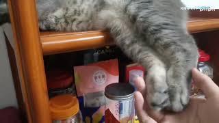 熟睡的猫